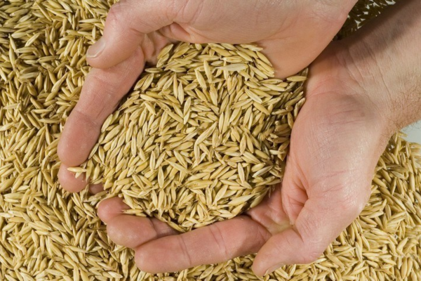 capas de produtos CIa da semente (2)